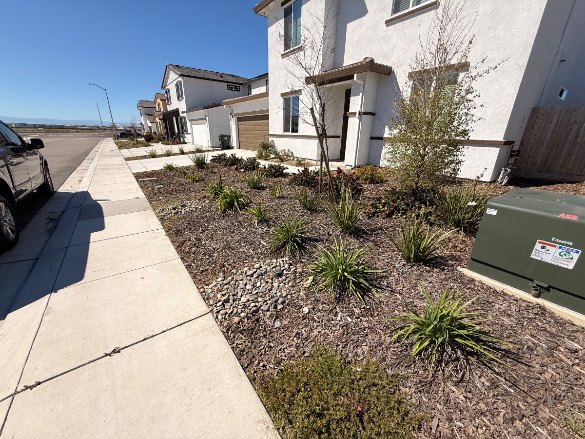 Front yard weed removal
