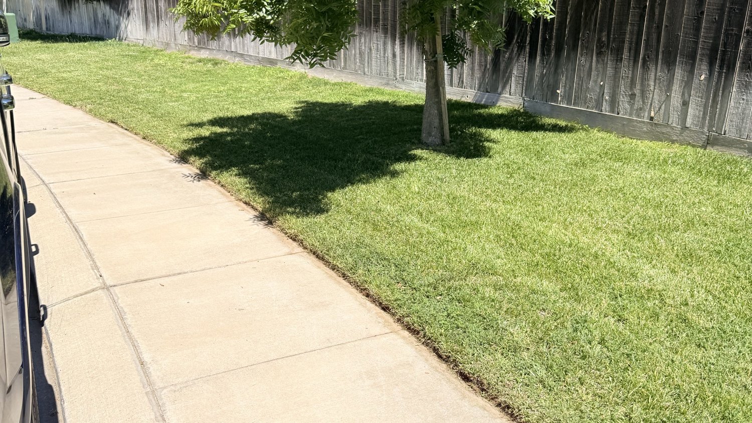 Backyard tree-line lawn maintained by Montalvo Services