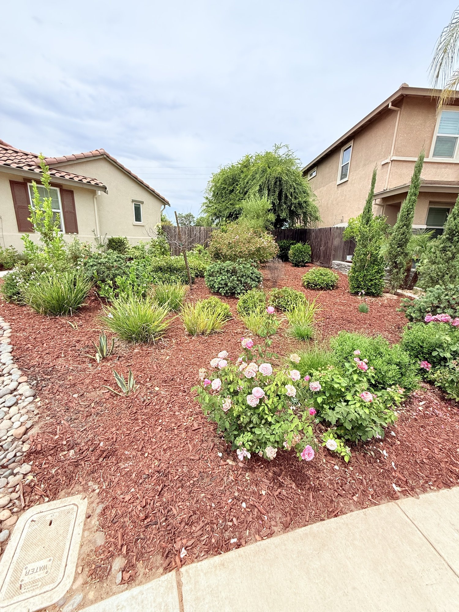 Front-yard rose garden with fresh mulch and shaped shrubs, installed by MLHS in Tracy, CA.